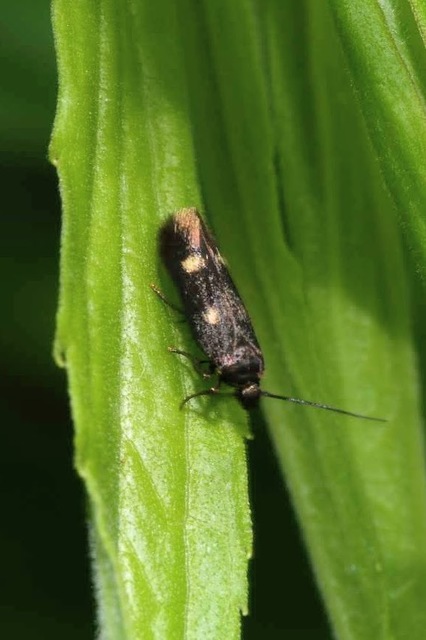 Parascythris muelleri - kétpettyes zöldmoly