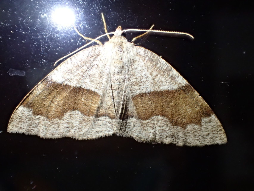 Plagodis pulveraria - szemcsés araszoló