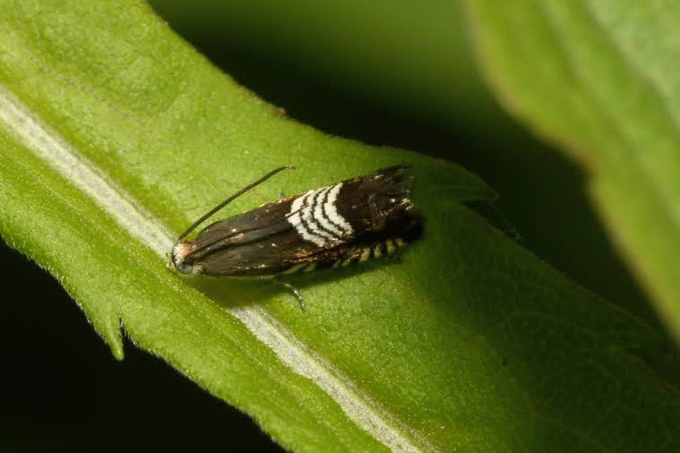 Grapholita compositella - lucernahüvelymoly