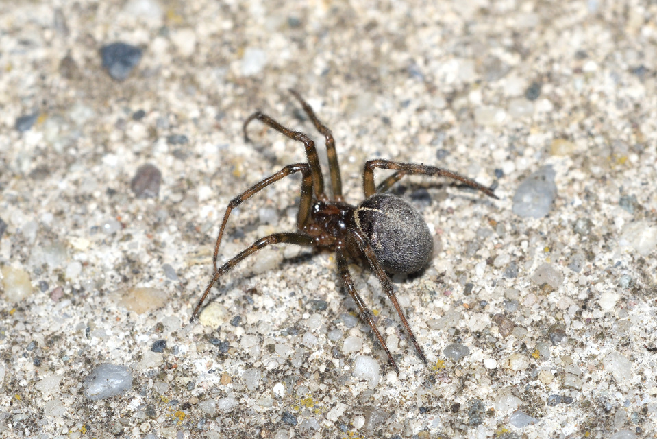 Steatoda castanea - gesztenyeszínű faggyúpók
