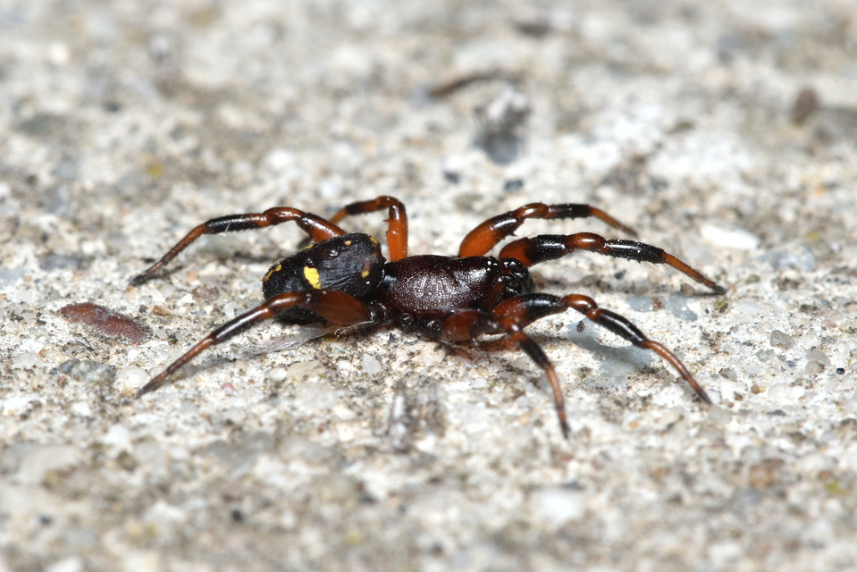 Asagena phalerata