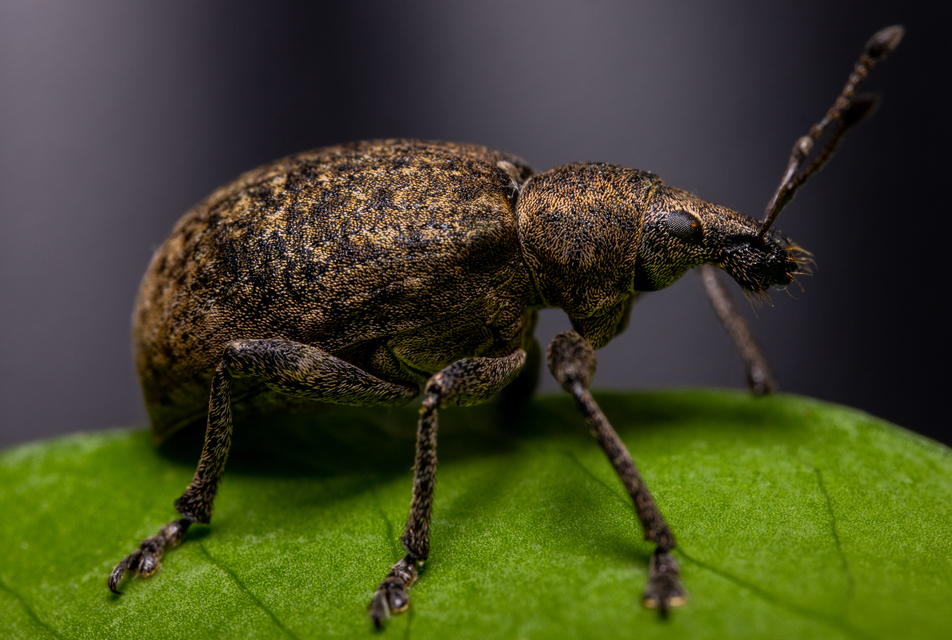 Liophloeus tessulatus - kockás barabolyormányos