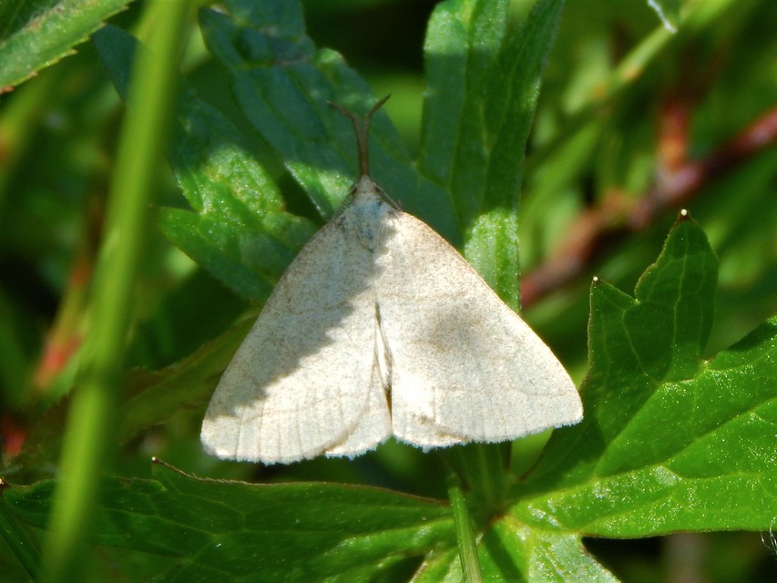 Polypogon tentacularia - sötétaljú karcsúbagoly