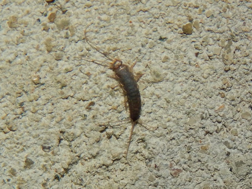 Zygentoma - Pikkelykék