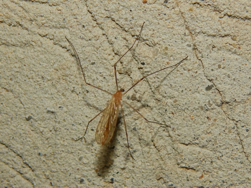 Limonia phragmitidis