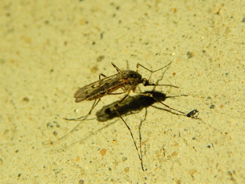 Culicidae - csípőszúnyogok