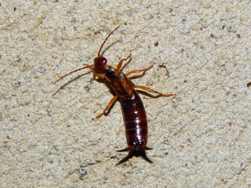 Forficula auricularia - közönséges fülbemászó