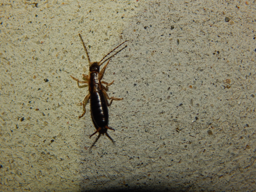 Forficula auricularia - közönséges fülbemászó