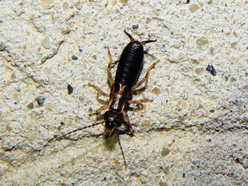 Forficula auricularia - közönséges fülbemászó