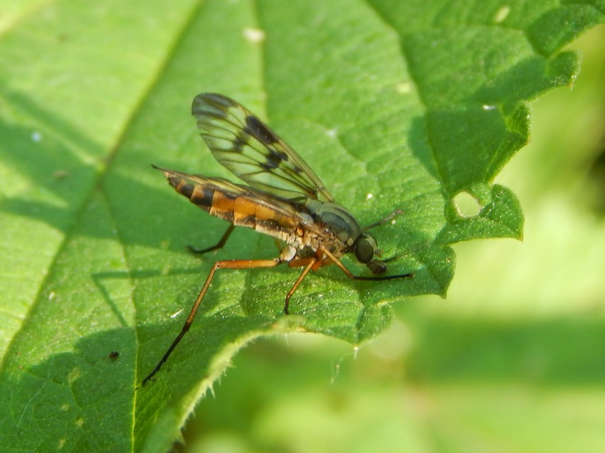 Rhagio