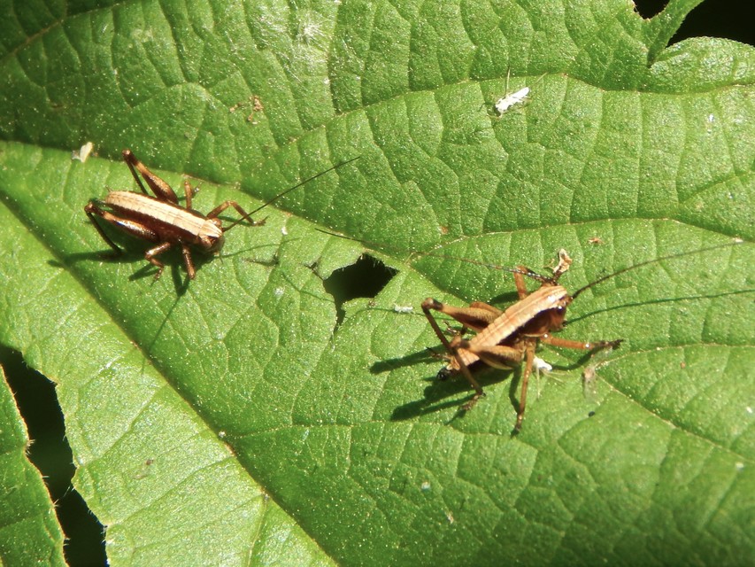Pholidoptera griseoaptera - szürke avarszöcske