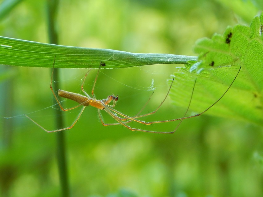 Tetragnatha