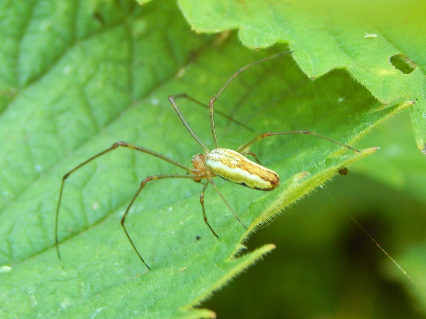 Tetragnatha
