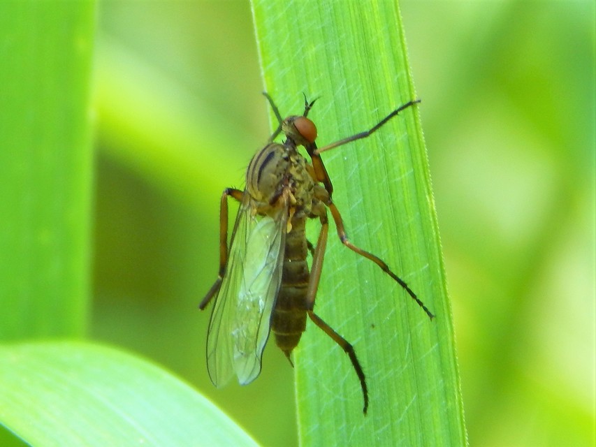 Empididae - táncoslegyek