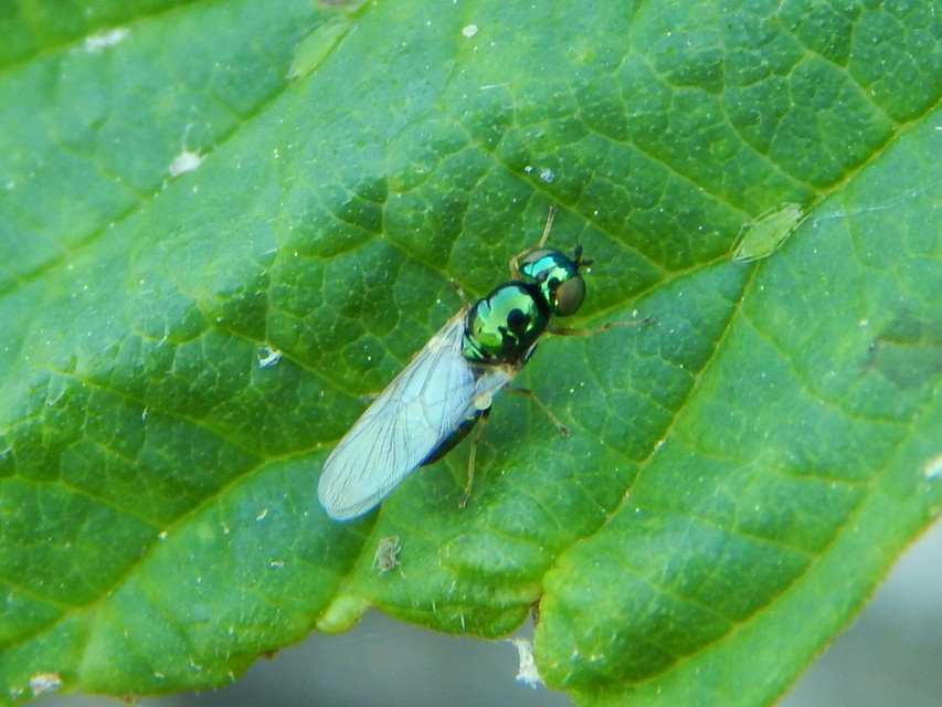 Microchrysa polita - feketecsápú fémeslégy