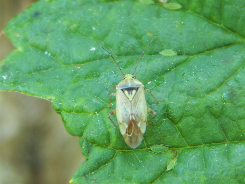 Lygus rugulipennis - molyhos mezeipoloska