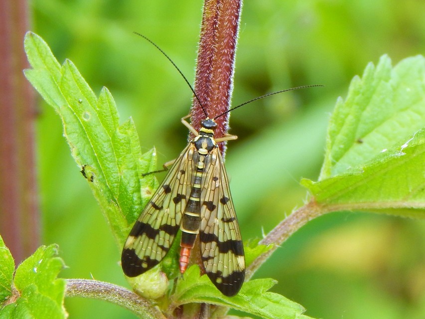 Panorpa communis/vulgaris