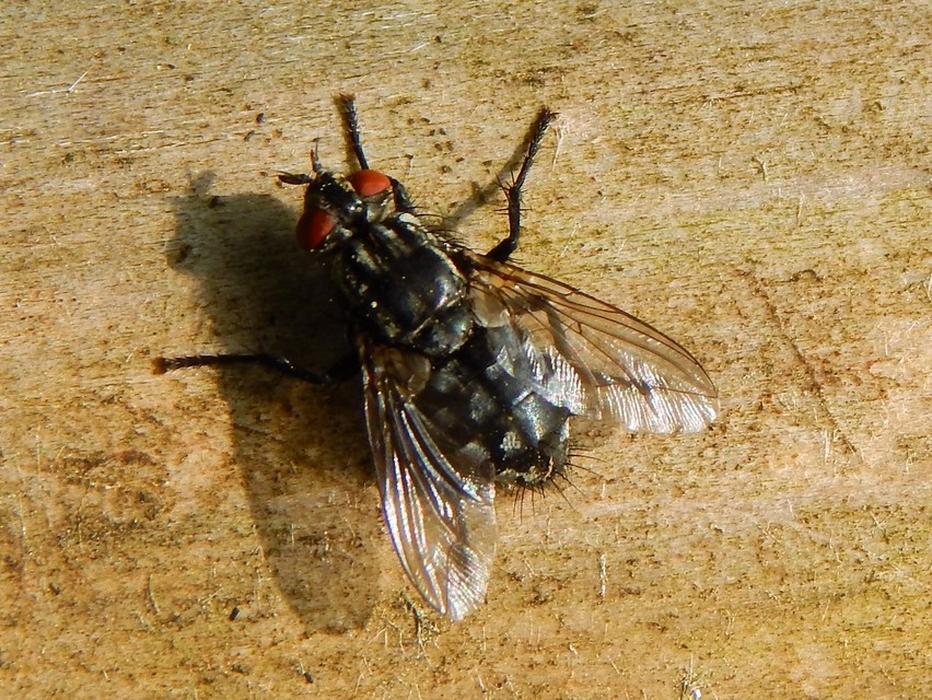 Sarcophaginae
