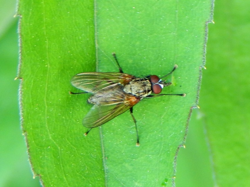 Anthomyiidae - viráglegyek