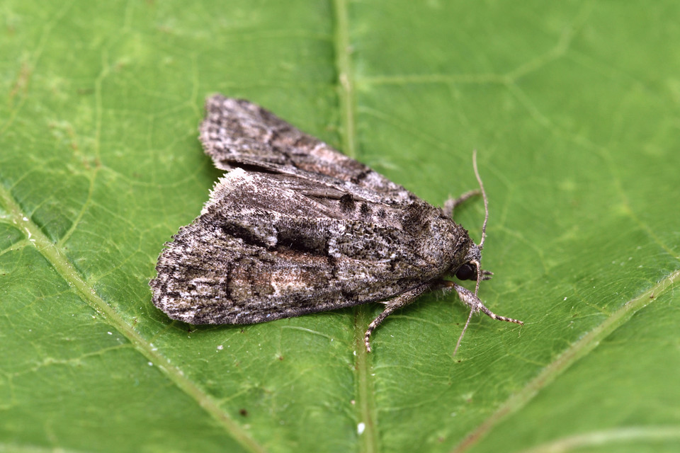 Cryphia fraudatricula - homoki zuzmóbagoly