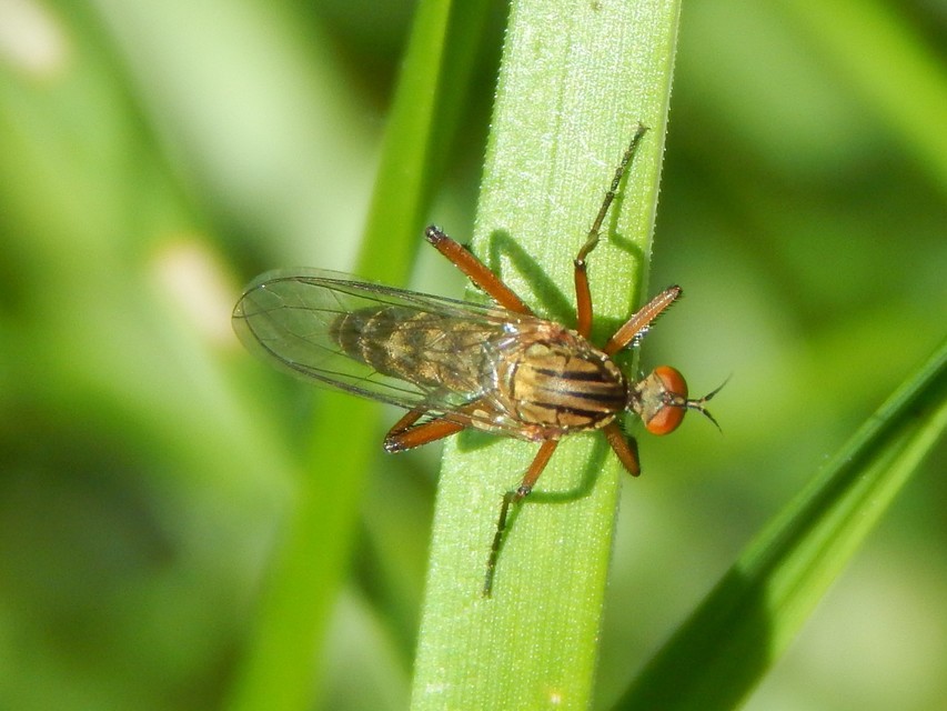 Empididae - táncoslegyek
