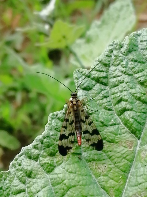 Panorpa communis/vulgaris