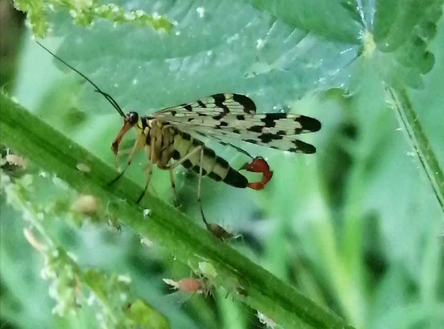 Panorpa communis/vulgaris