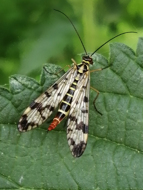 Panorpa communis/vulgaris