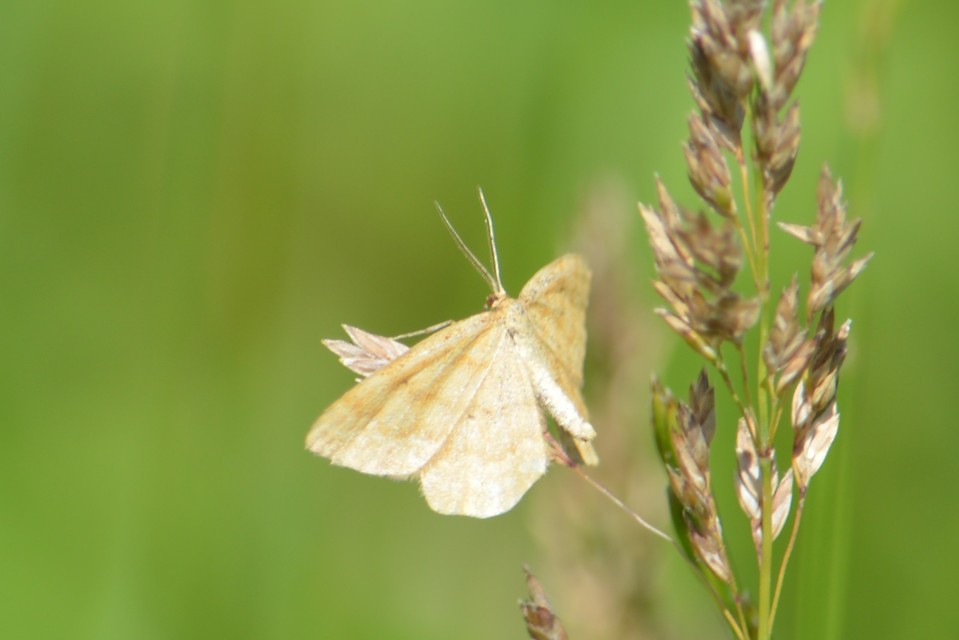Idaea serpentata - kis sávosaraszoló