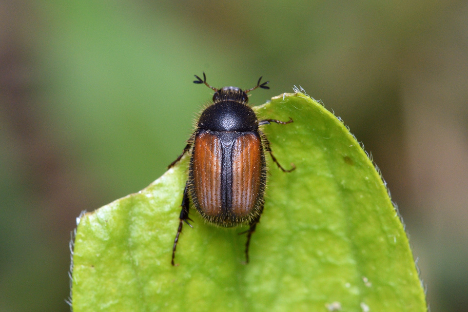 Omaloplia nigromarginata - szegélyes kiscserebogár