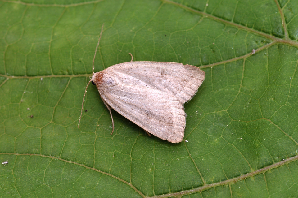 Athetis gluteosa - nyugtalan lápibagoly