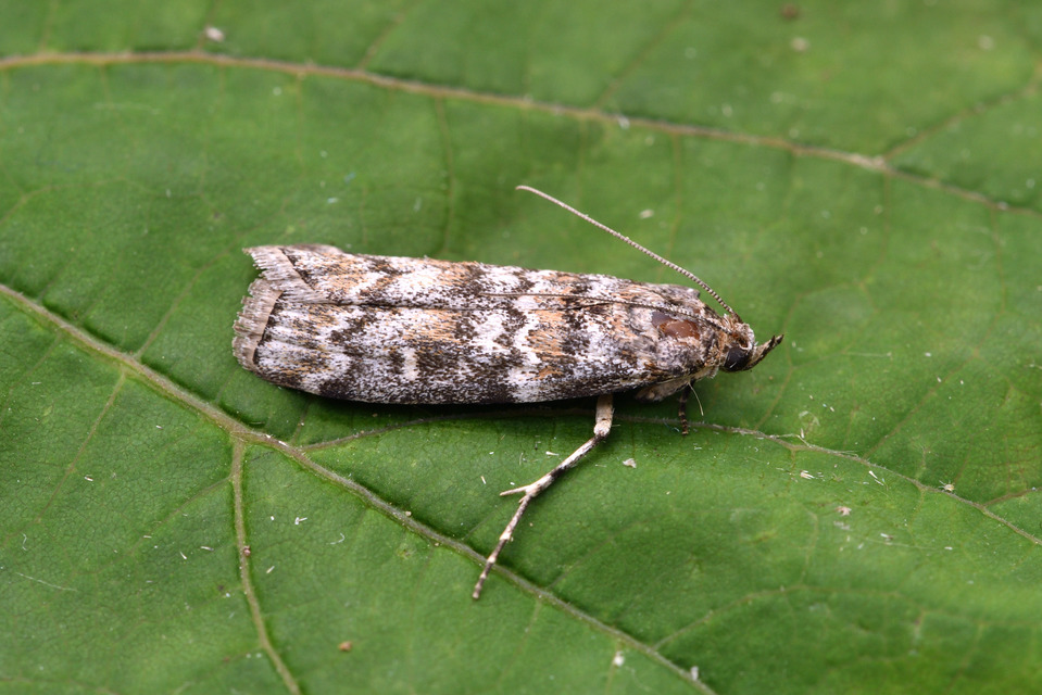 Dioryctria abietella - fenyőrágó karcsúmoly