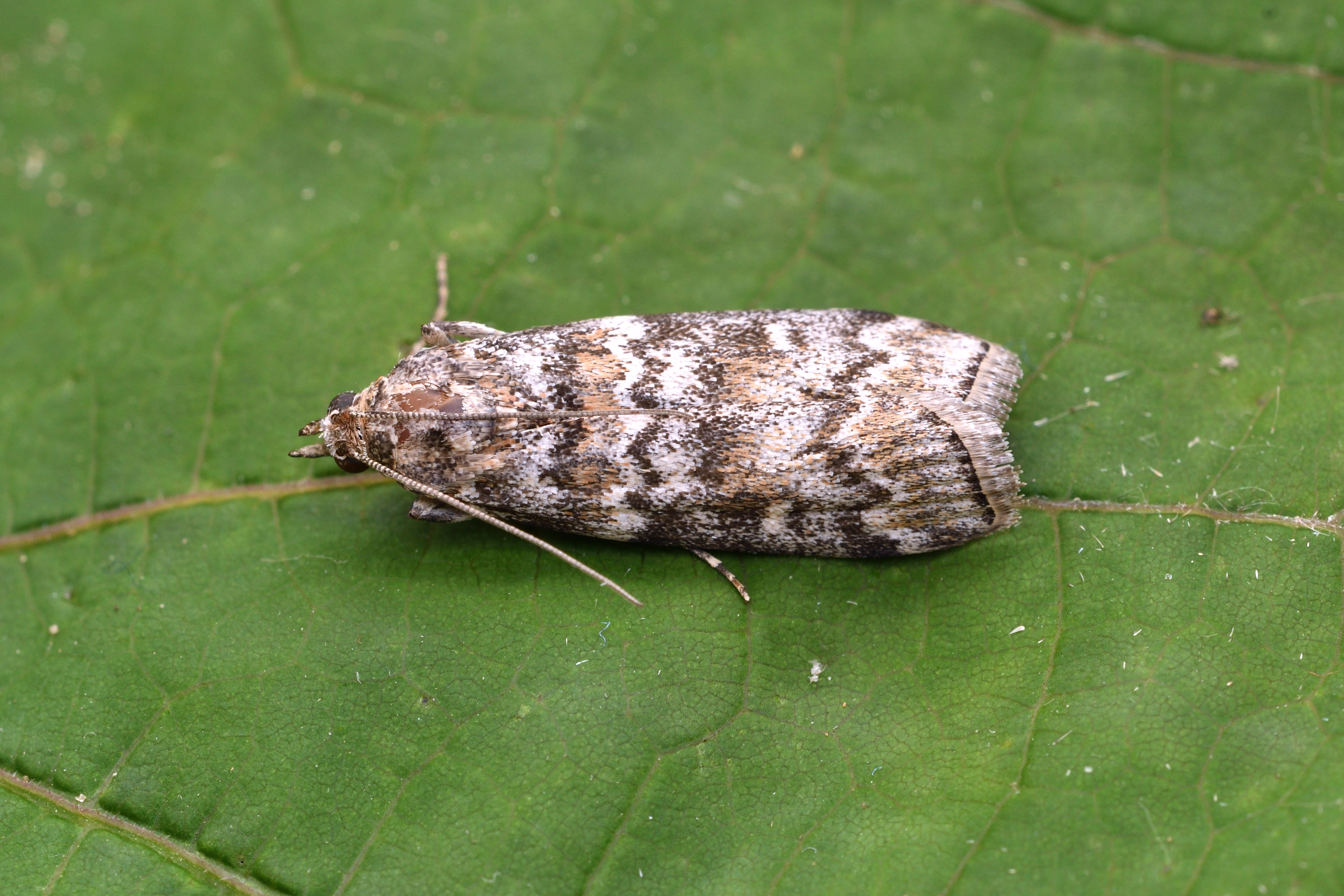 Dioryctria abietella - fenyőrágó karcsúmoly
