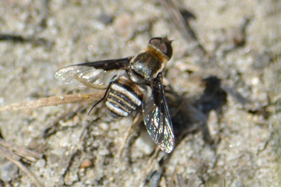 Exhyalanthrax afer