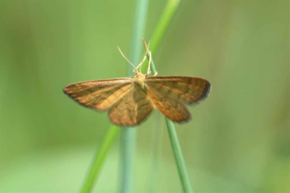 Idaea serpentata - kis sávosaraszoló
