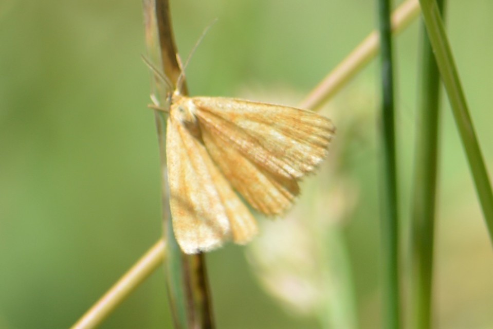 Idaea serpentata - kis sávosaraszoló