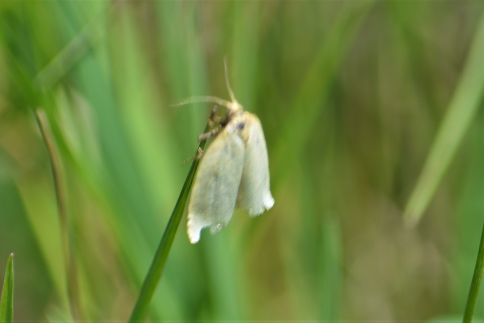Aphelia