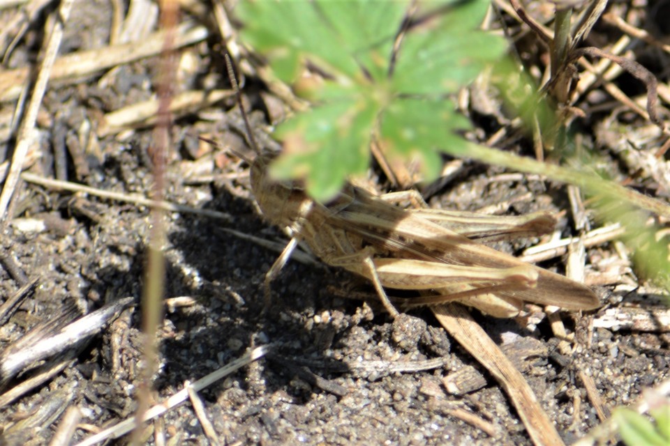 Chorthippus brunneus - közönséges tarlósáska