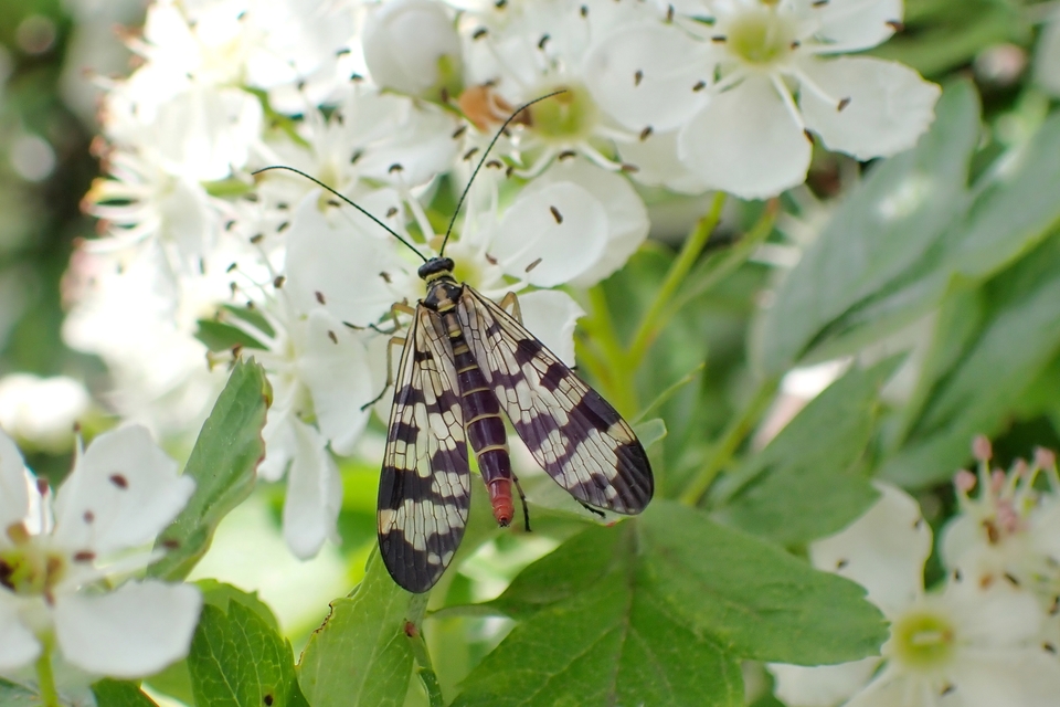 Panorpa vulgaris