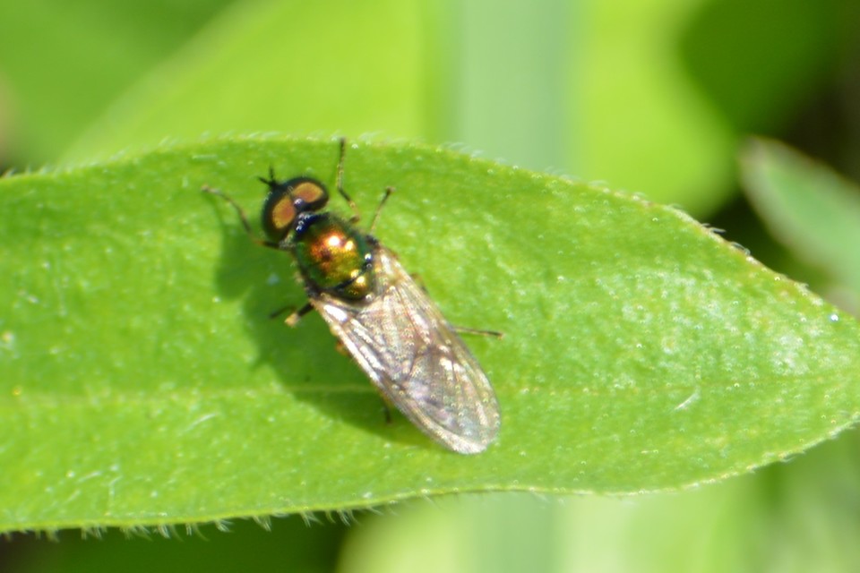 Chloromyia formosa - közönséges fémeslégy