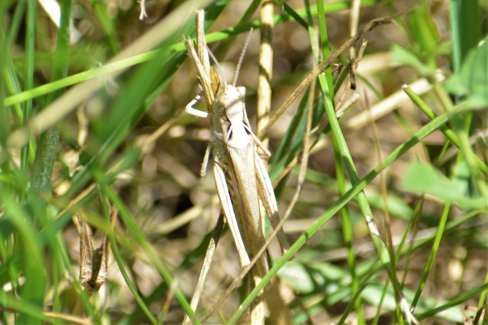Chorthippus brunneus - közönséges tarlósáska