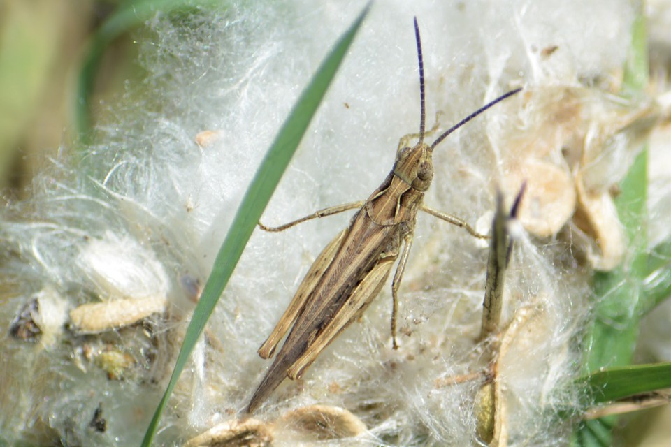 Chorthippus brunneus - közönséges tarlósáska