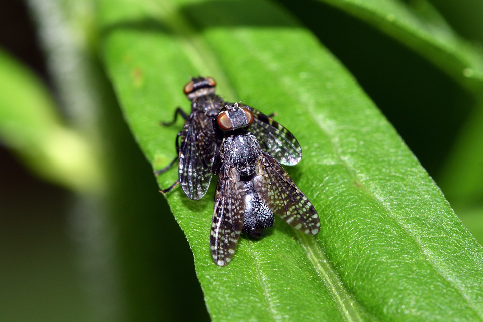 Platystoma seminationis