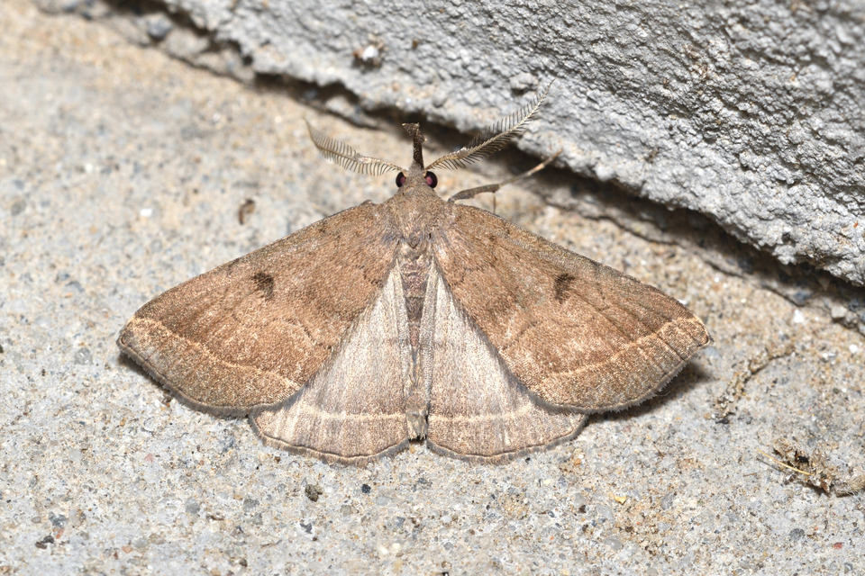 Pechipogo plumigeralis - tollascsápú karcsúbagoly