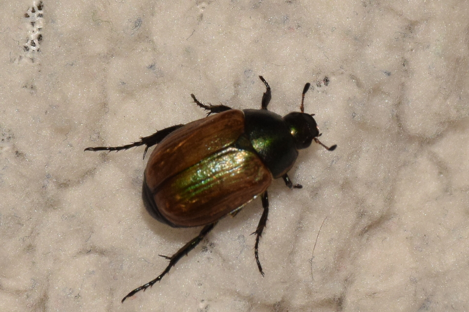 Anomala dubia - kis fináncbogár