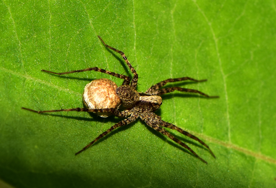 Pardosa alacris/lugubris