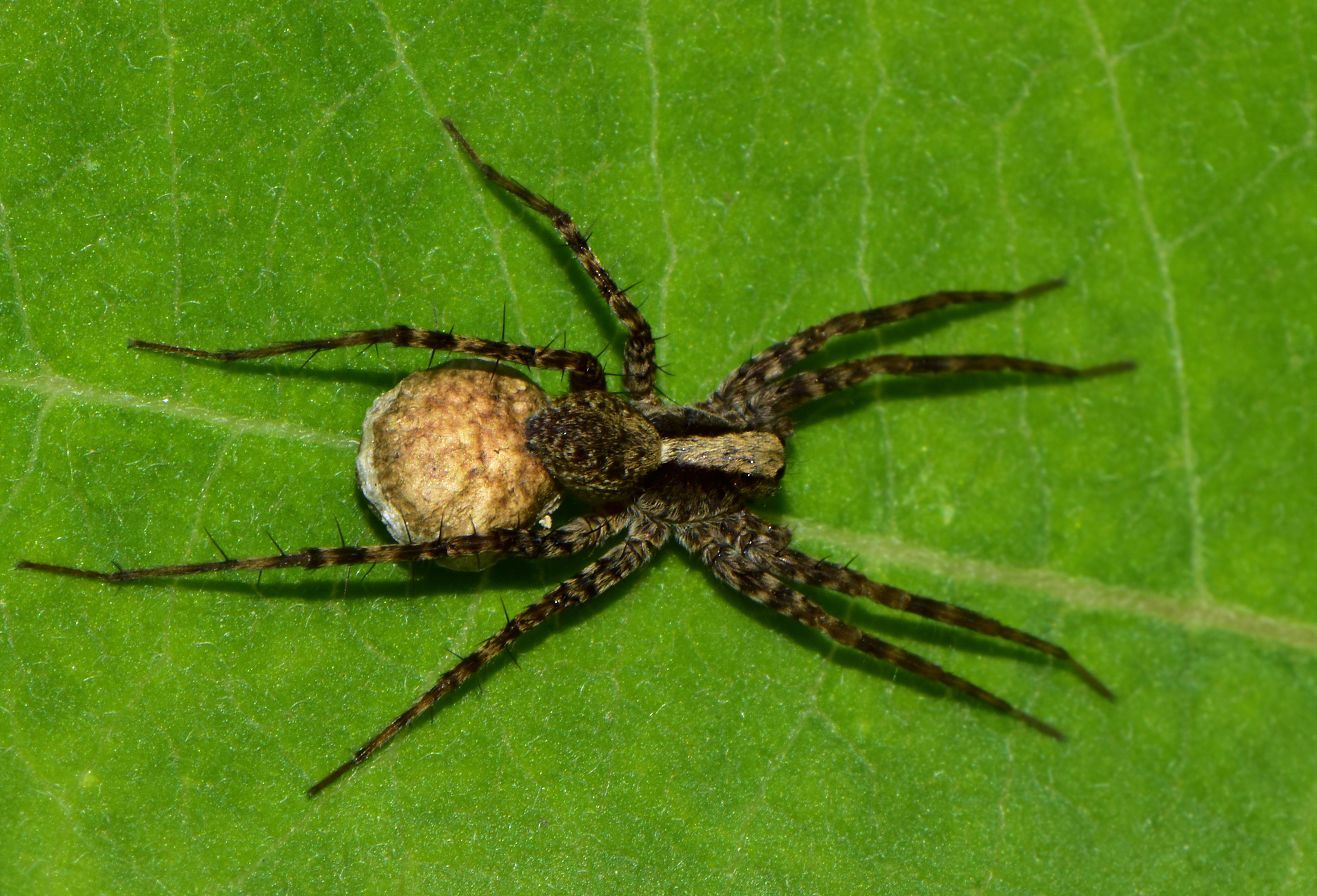 Pardosa alacris/lugubris
