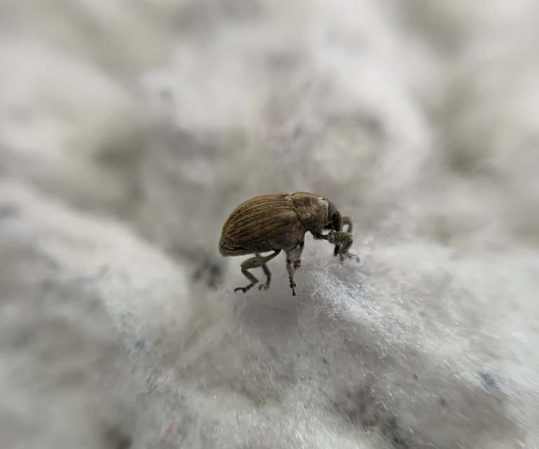 Sibinia pellucens - mécsvirágormányos