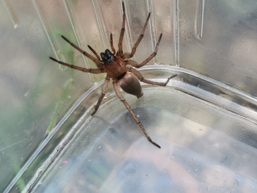 Drassodes/Drassodex