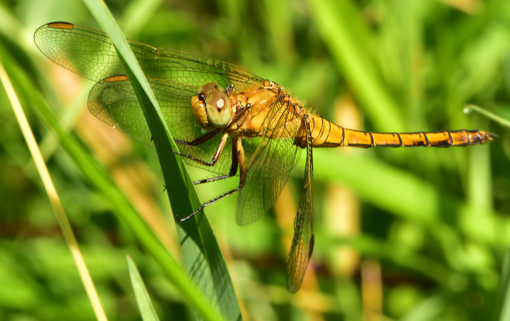 Orthetrum coerulescens - karcsú pásztorszitakötő